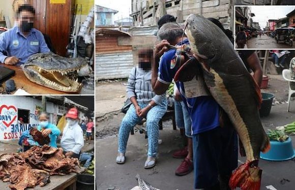 More than 200 species from the Amazon are being illegally sold in Peru