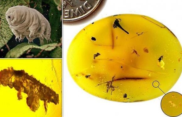 New species of tardigrade preserved in 16 MILLION-year-old amber