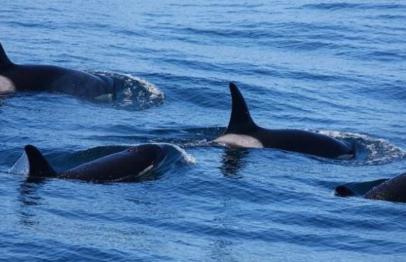 New type of killer whale that preys on large sea mammals is discovered