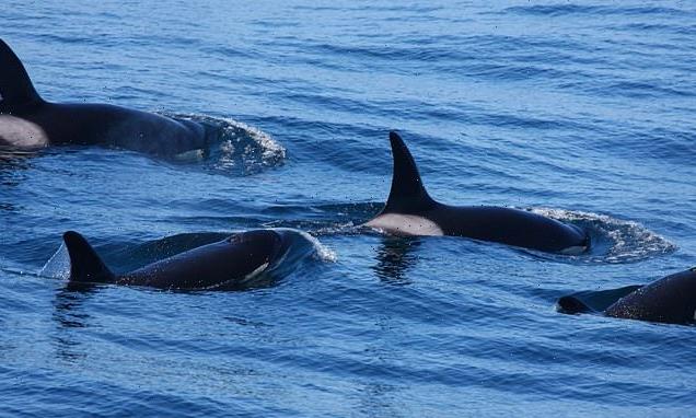 New type of killer whale that preys on large sea mammals is discovered