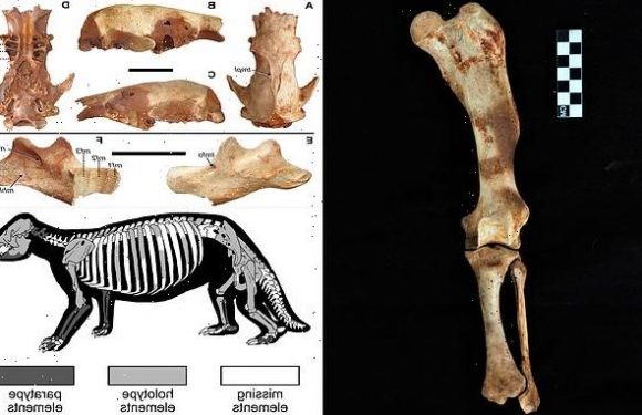 Newly found SLOTH species roamed Dominican Republic 5,000 years ago