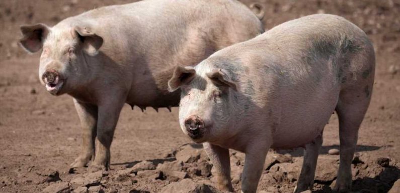 Over 100,000 super-fat pigs face being 'shot on the farm' due to shortage of butchers