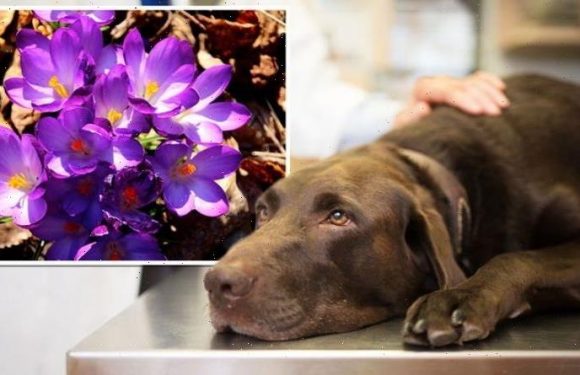 Pet owners issued urgent warning over ‘extremely toxic’ plants in autumn gardens