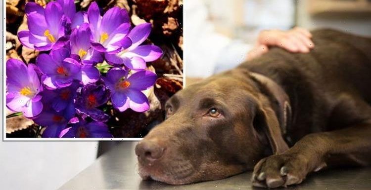 Pet owners issued urgent warning over ‘extremely toxic’ plants in autumn gardens