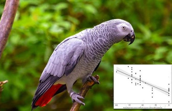 Smarter birds need mental stimulation or they suffer psychologically