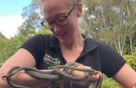 Terrifying rare ‘snake orgy’ discovered with horny males fighting for one female