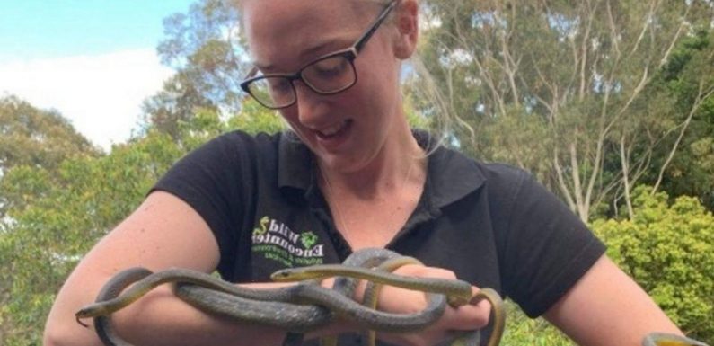 Terrifying rare ‘snake orgy’ discovered with horny males fighting for one female