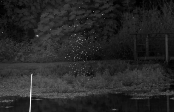 The Marvelous Physics of Swarming Midges