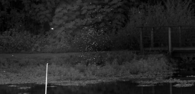 The Marvelous Physics of Swarming Midges