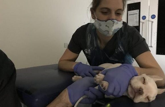 COVID-19: Alpha variant seen in four cats and two dogs for first time