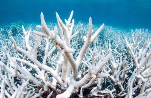 Climate change: Great Barrier Reef springs back to life in stunning ‘regeneration’