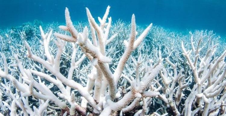 Climate change: Great Barrier Reef springs back to life in stunning ‘regeneration’