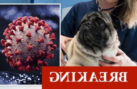 Covid warning: Surrey lab confirms UK’s first ‘rare’ case of dog infected with coronavirus