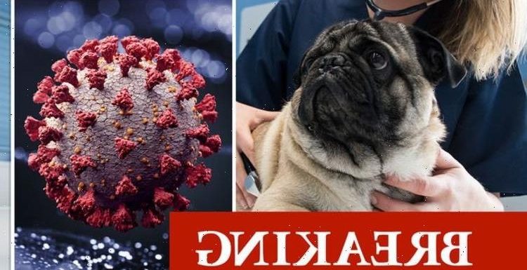 Covid warning: Surrey lab confirms UK’s first ‘rare’ case of dog infected with coronavirus
