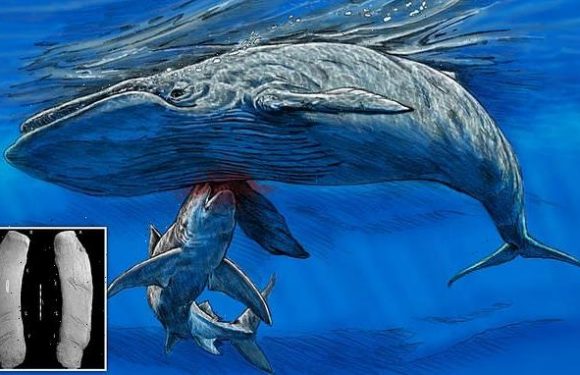 Giant SHARK sunk its teeth into a baleen whale 15 million years ago