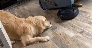 Golden retriever tries to play with robot vacuum cleaner – but is left confused