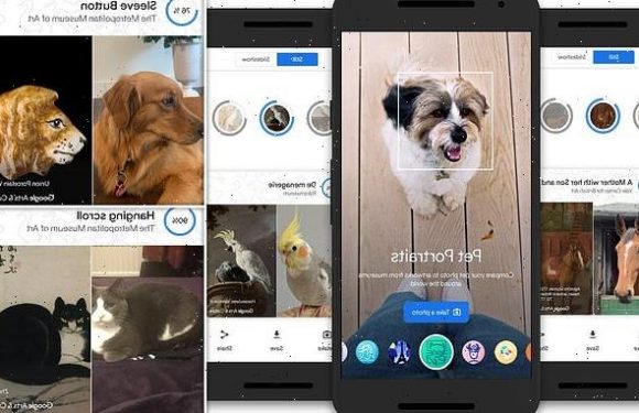 Google feature shows you which famous painting your pet resembles