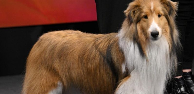 How to Watch the National Dog Show 2021