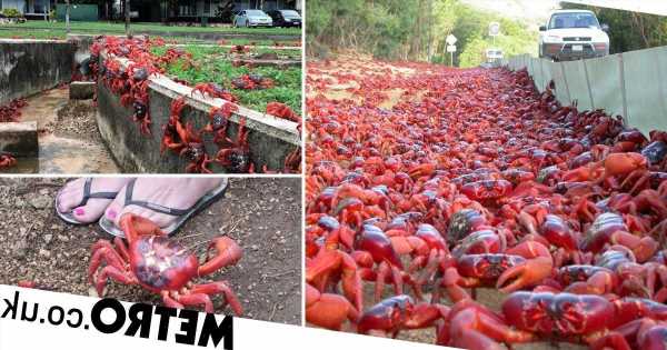 Millions of red crabs close roads during stunning migration towards ocean