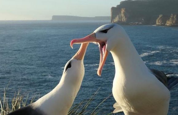 Monogamous albatrosses splitting up as a result of climate change