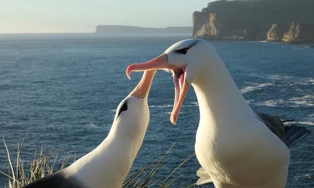 Monogamous albatrosses splitting up as a result of climate change