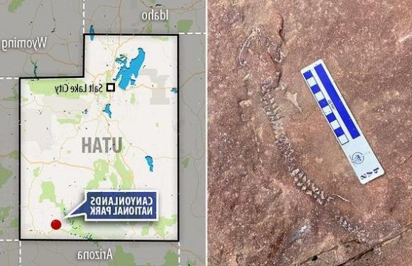 Paleontologists find 290M year-old reptile fossil in Utah