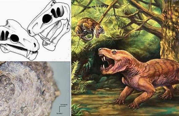 Sabre-toothed gorgons bit each other for dominance