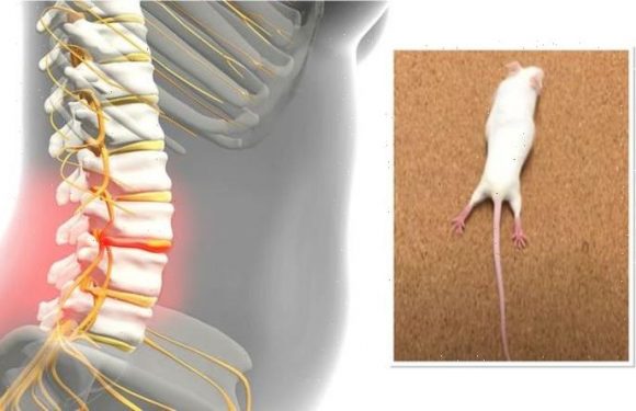 Science breakthrough as new ‘dancing molecule’ therapy reverses paralysis in mice