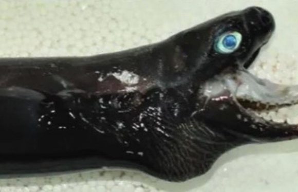 Sea monster resembling Alien’s xenomorph impales prey with extendable jaw