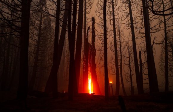 This Fire-Loving Fungus Eats Charcoal, if It Must