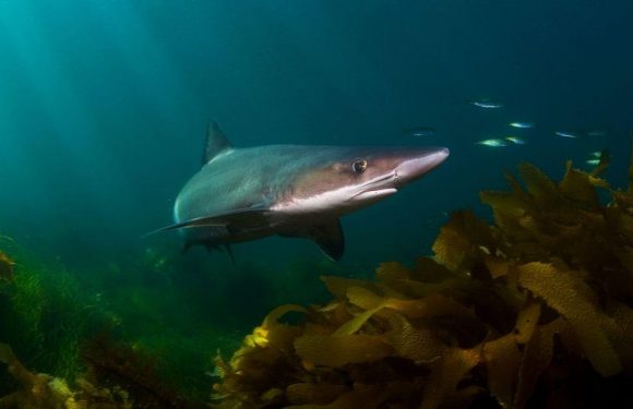 Venomous sharks discovered ‘living in the Thames’ and breeding in shallow waters