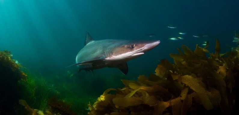 Venomous sharks discovered ‘living in the Thames’ and breeding in shallow waters
