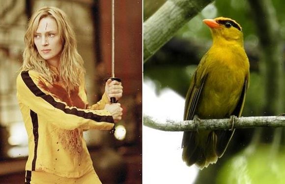 Yellow-and-black 'Kill Bill tanager' bird finally gets a real name