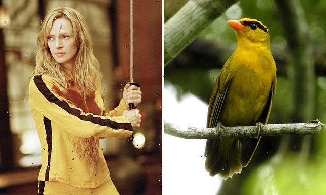 Yellow-and-black 'Kill Bill tanager' bird finally gets a real name