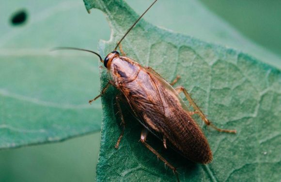 Bizarre beer made from toe-biting cockroach-like insects that lurk in water