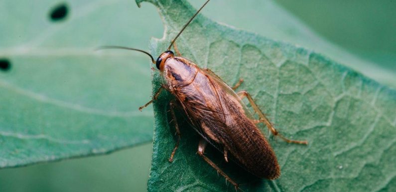 Bizarre beer made from toe-biting cockroach-like insects that lurk in water