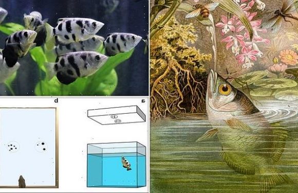 Bizarre test with SPITTING fish suggests they can distinguish numbers