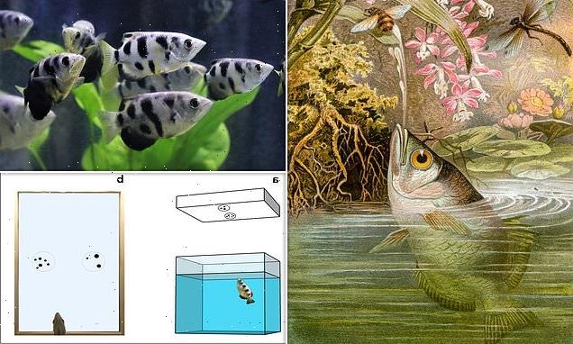 Bizarre test with SPITTING fish suggests they can distinguish numbers