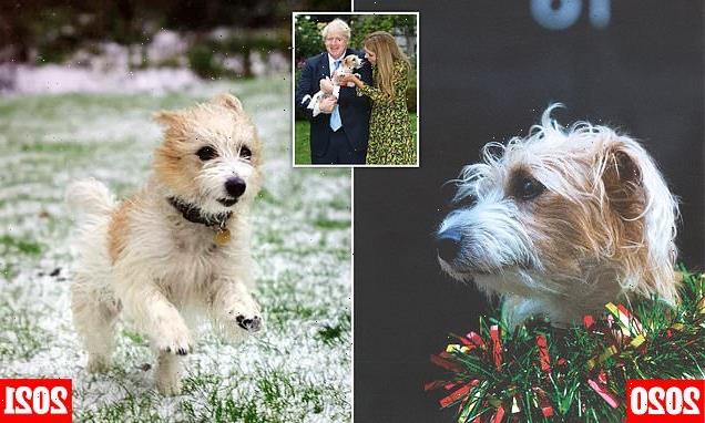 Boris and Carrie release official Christmas card featuring dog Dilyn