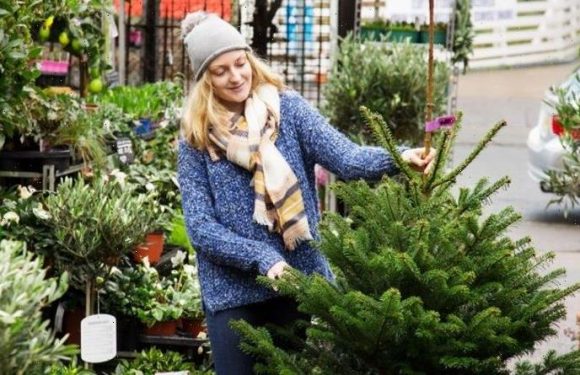 Christmas warning: Why you should never buy a real tree again to be ‘kinder to the planet’
