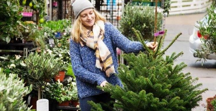 Christmas warning: Why you should never buy a real tree again to be ‘kinder to the planet’