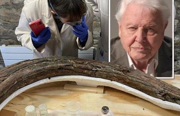 David Attenborough stunned as ‘incredibly rare’ ICE AGE time capsule found in UK