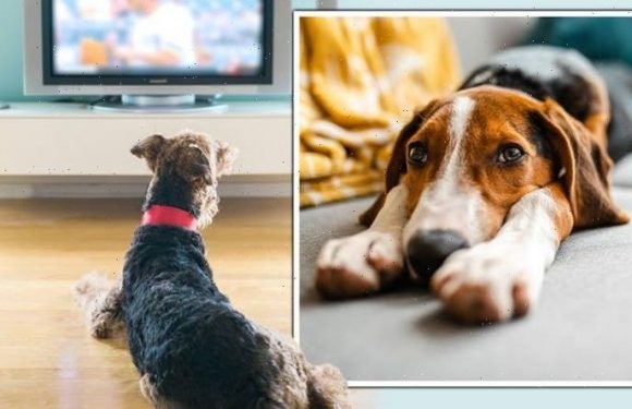 Dog expert advises owners on leaving TVs on while at work after pet’s anxiety exposed