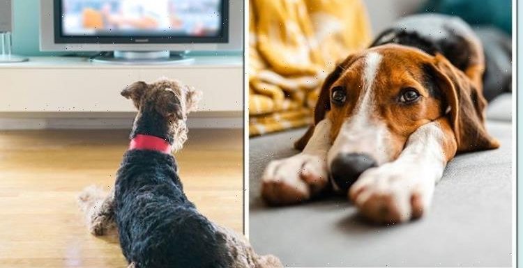 Dog expert advises owners on leaving TVs on while at work after pet’s anxiety exposed