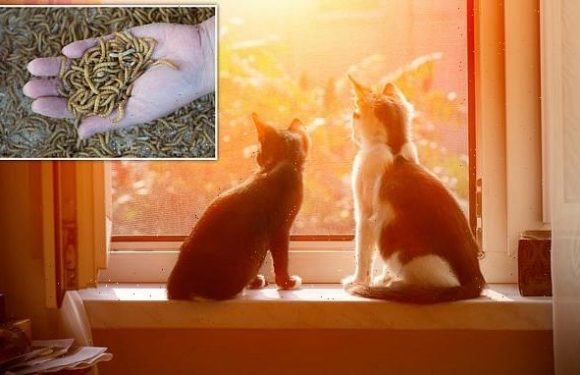 Environmentally minded owners switching to insect diets for their pets