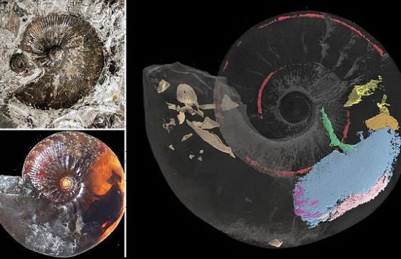 First ever 3D visualisation of an ammonite's muscles show how it swam