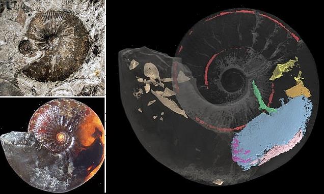 First ever 3D visualisation of an ammonite's muscles show how it swam