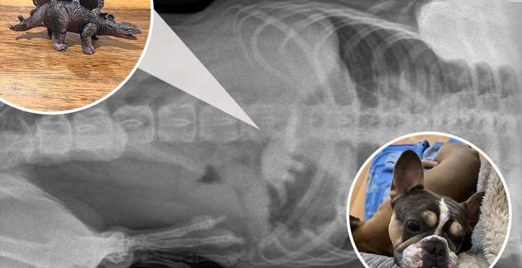 French bulldog needed emergency surgery after chomping toy dinosaur