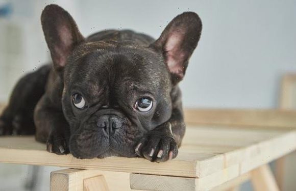 French bulldogs' severe health issues set them apart from typical dogs