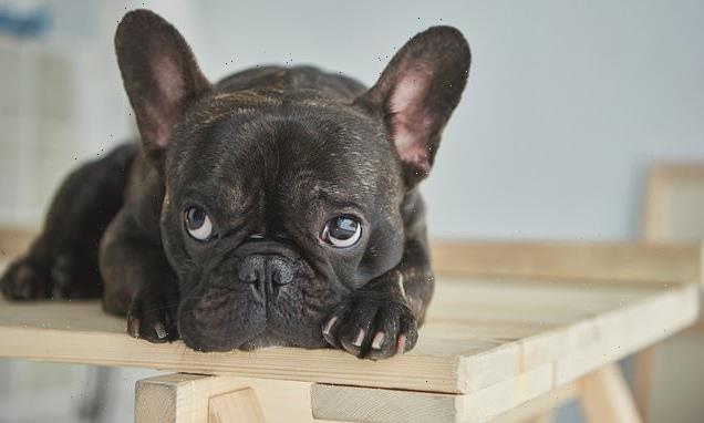 French bulldogs' severe health issues set them apart from typical dogs